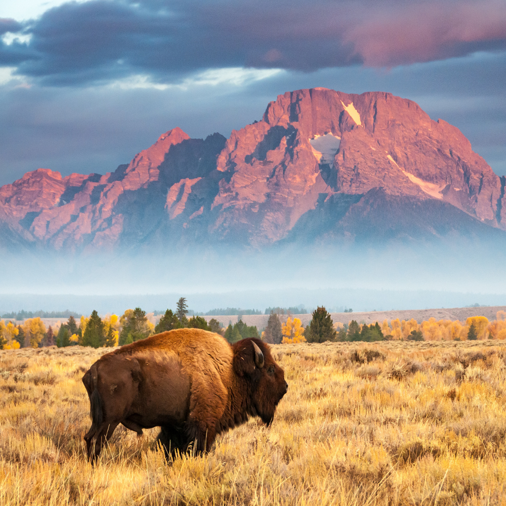 Animal Encounters While Hiking: A Majestic Experience or a Misadventur